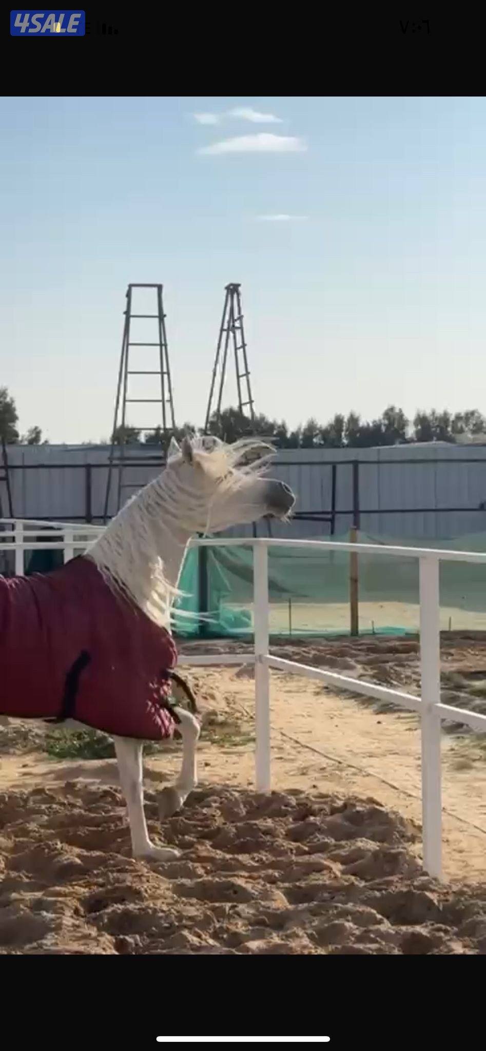 للبيع مهره شو فاخرة3