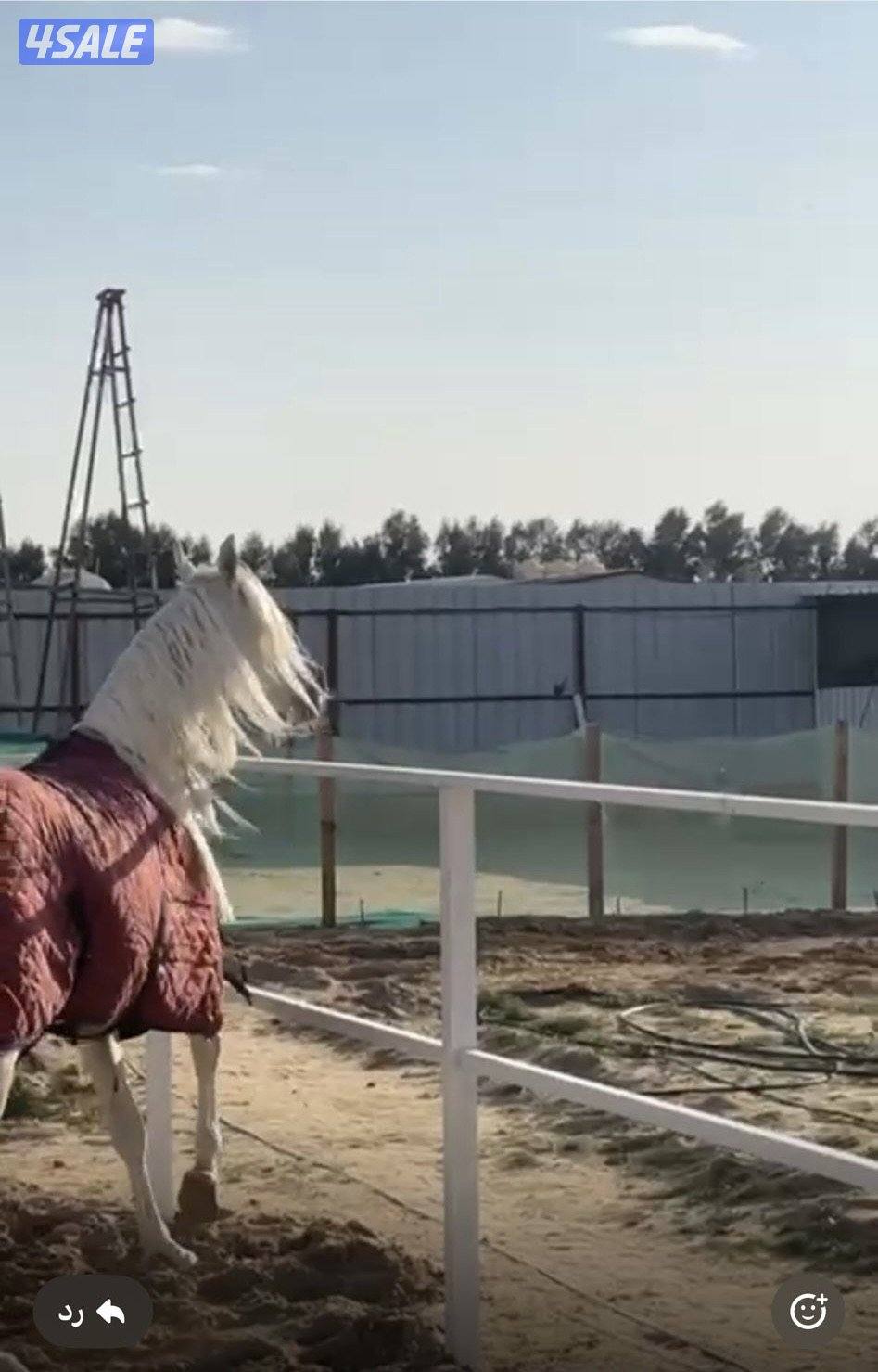 للبيع مهره شو فاخرة2