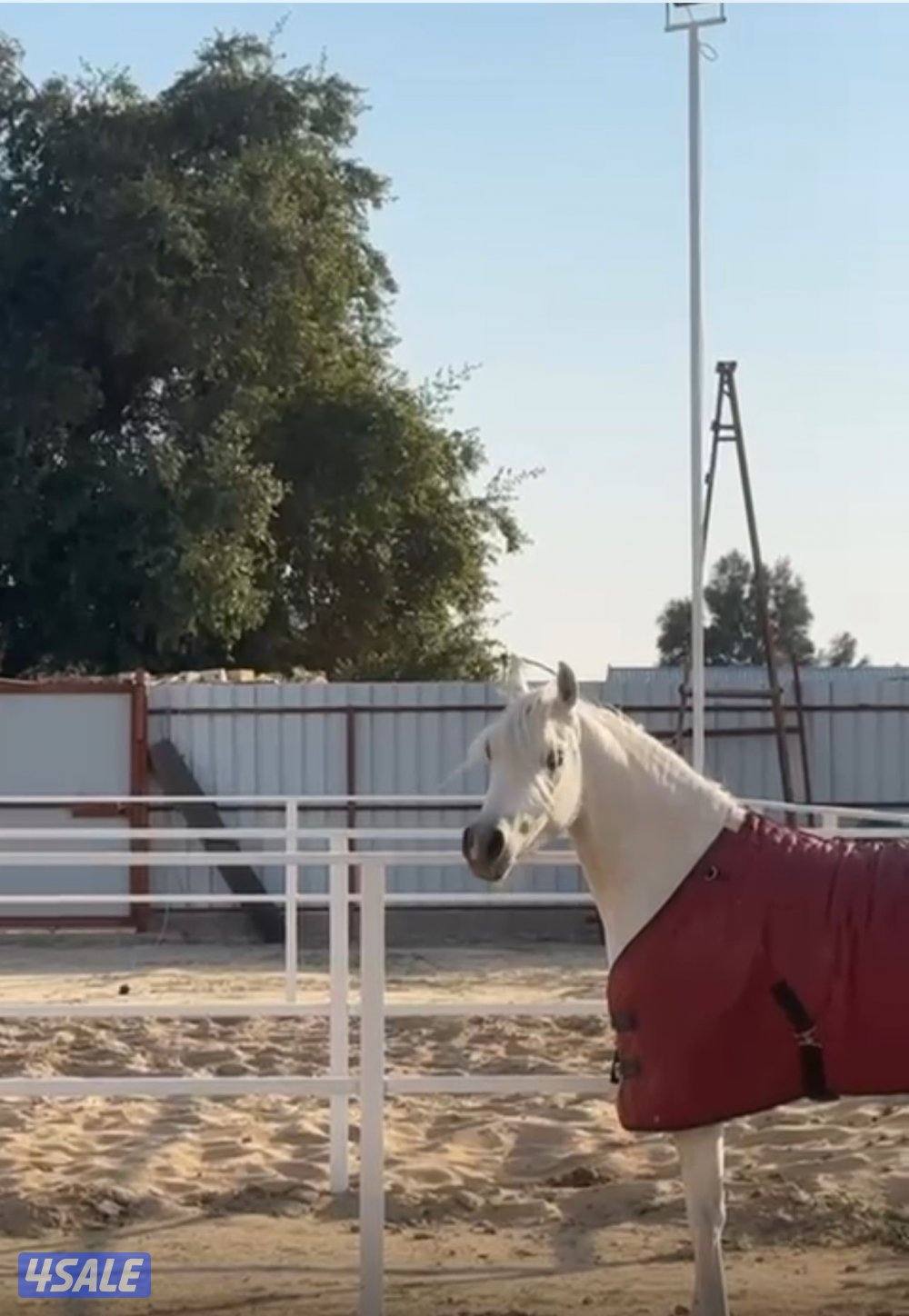 للبيع مهره شو فاخرة4