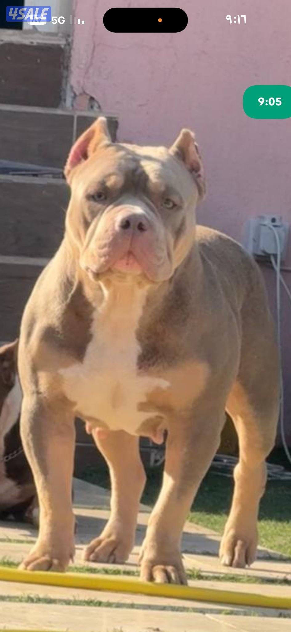 امريكن بولي انتاج الزعابي معاها بدقري0