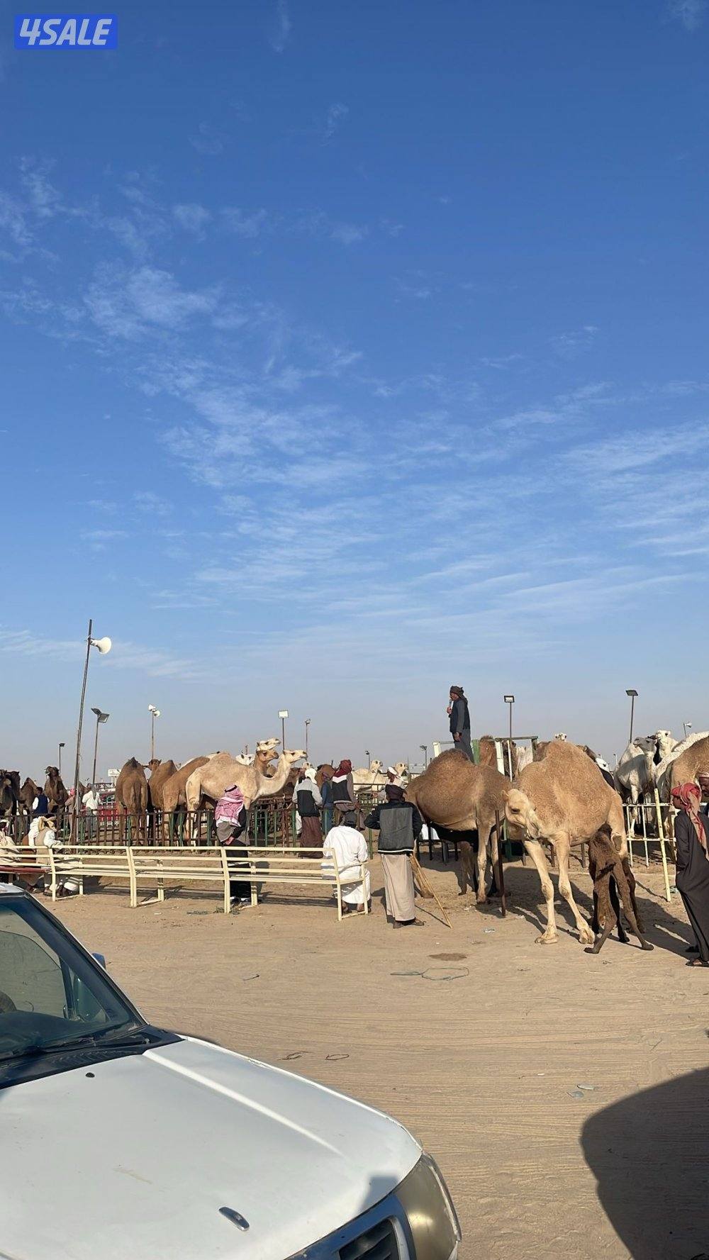 شراي الإبل جمله وتفريد ضغط عالي شي طيب وقعدان وبكار قصب0