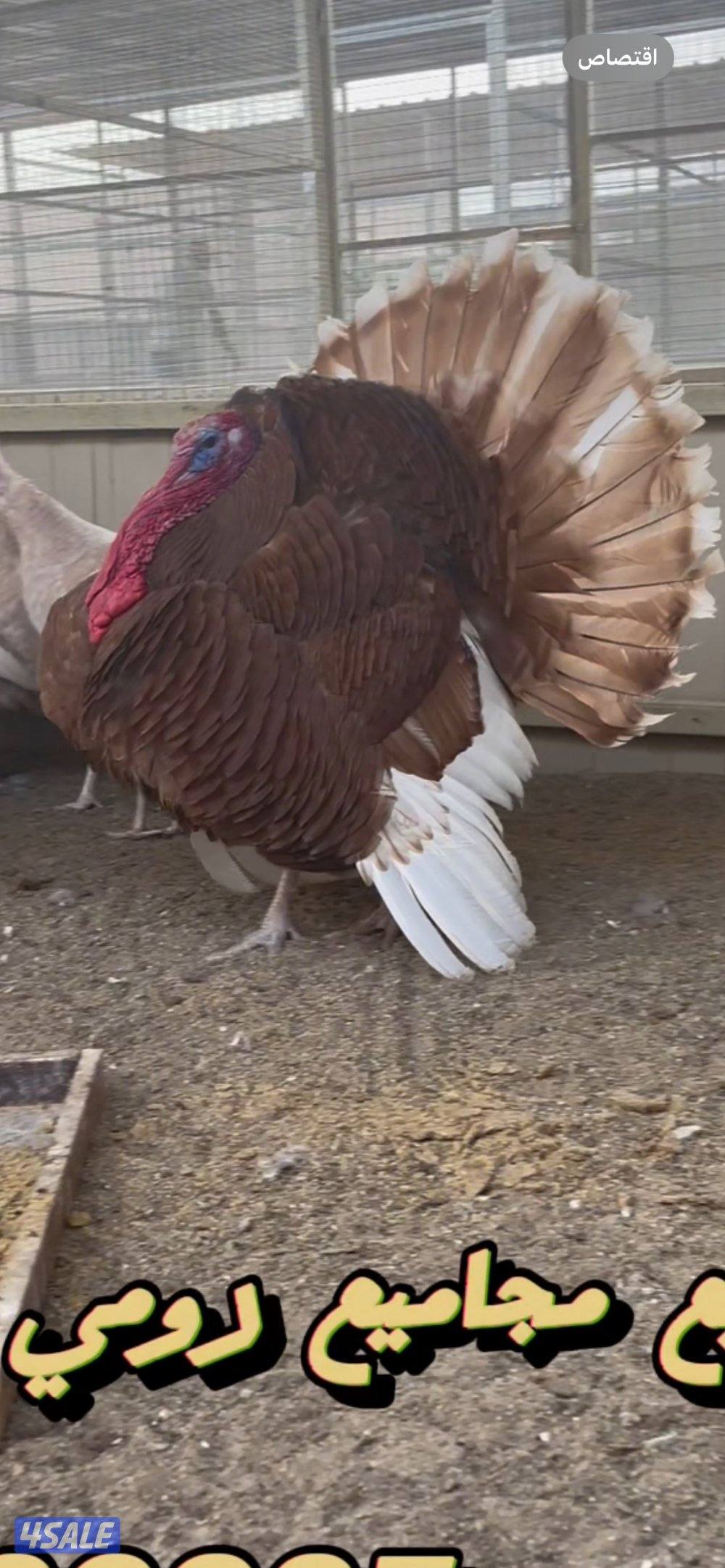 بيض رومي و فروخ رومي و مجاميع رومي0