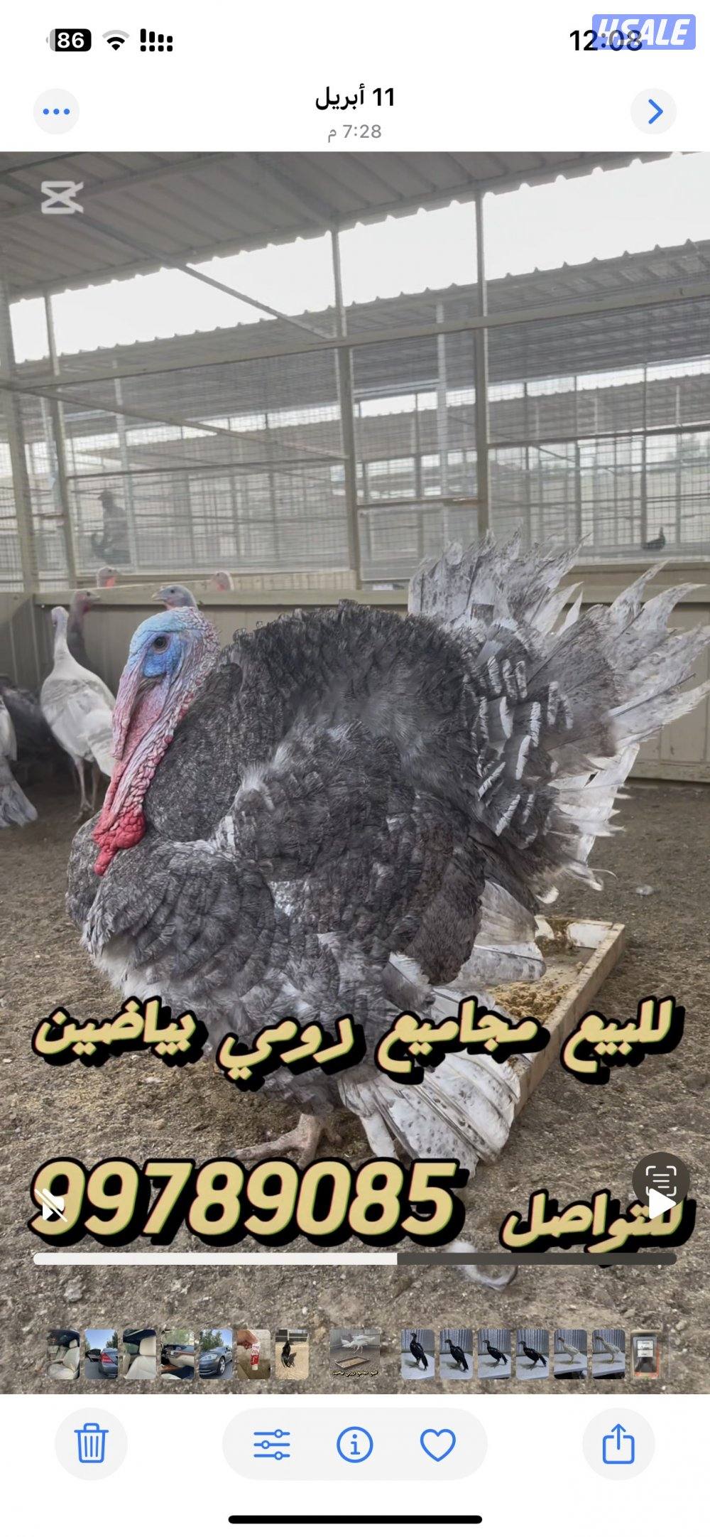 بيض رومي و فروخ رومي و مجاميع رومي1