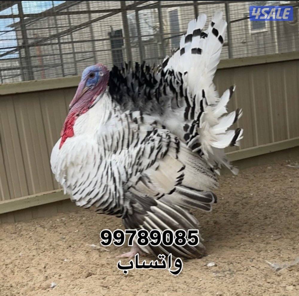 بيض رومي و فروخ رومي و مجاميع رومي2