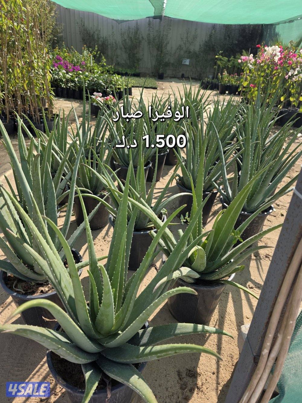 عروض مشتل أبوخالد الوفرة1