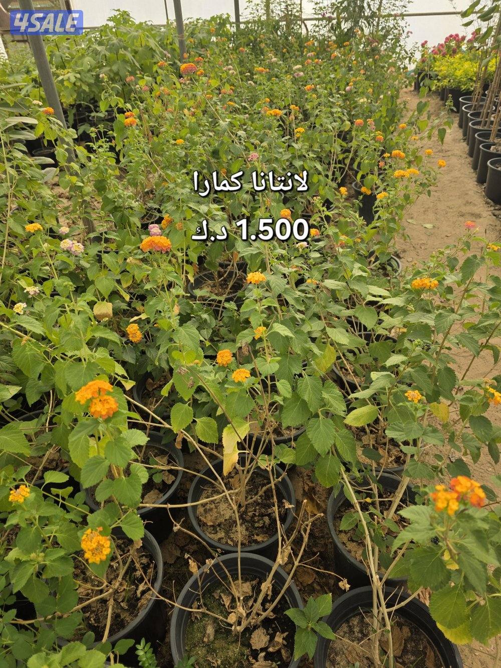 عروض مشتل أبوخالد الوفرة2