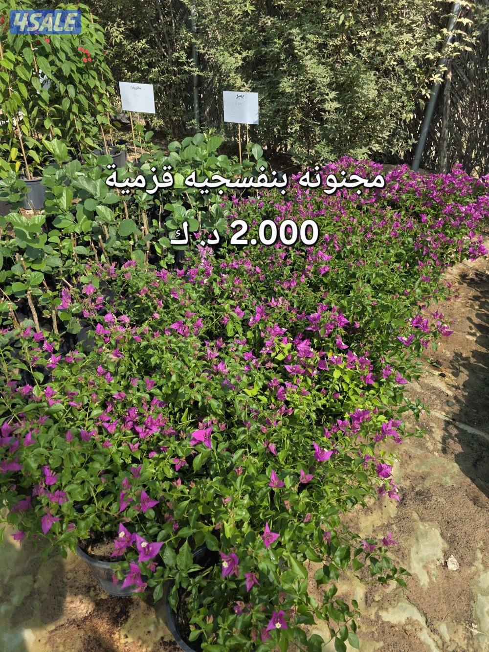 عروض مشتل أبوخالد الوفرة4