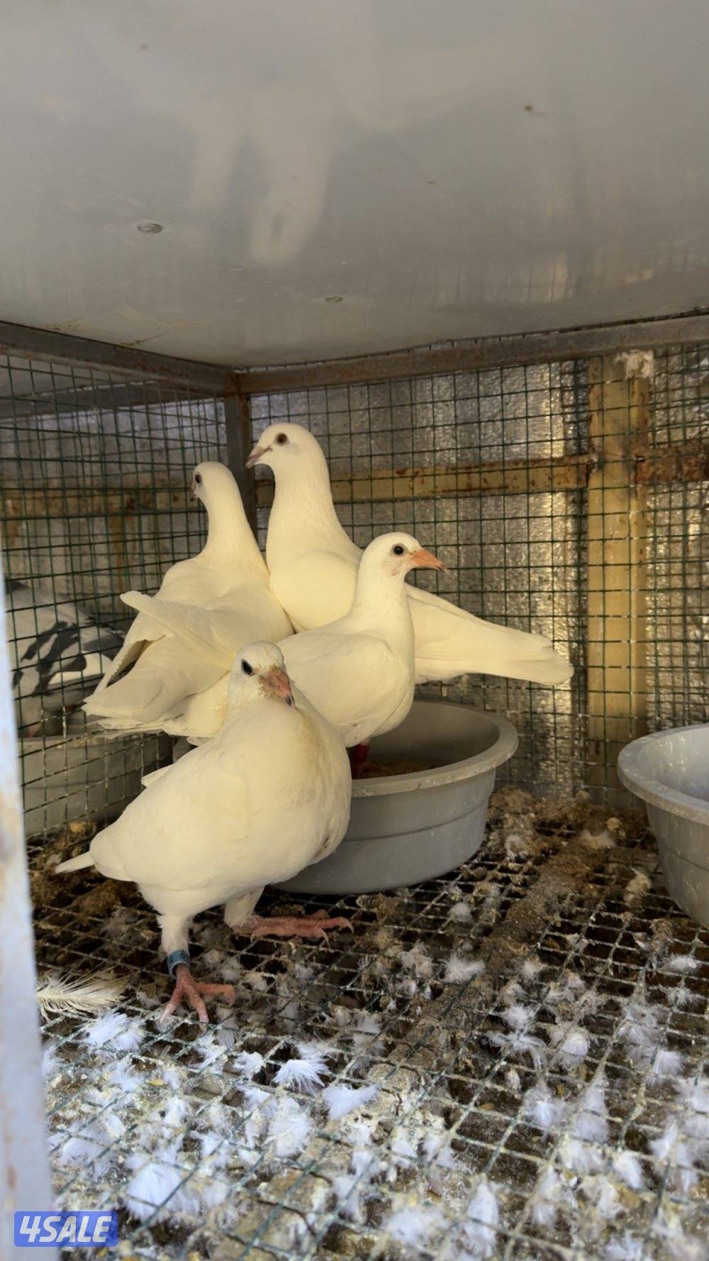 زاجل ابيض وقرزل سلاله وحده0