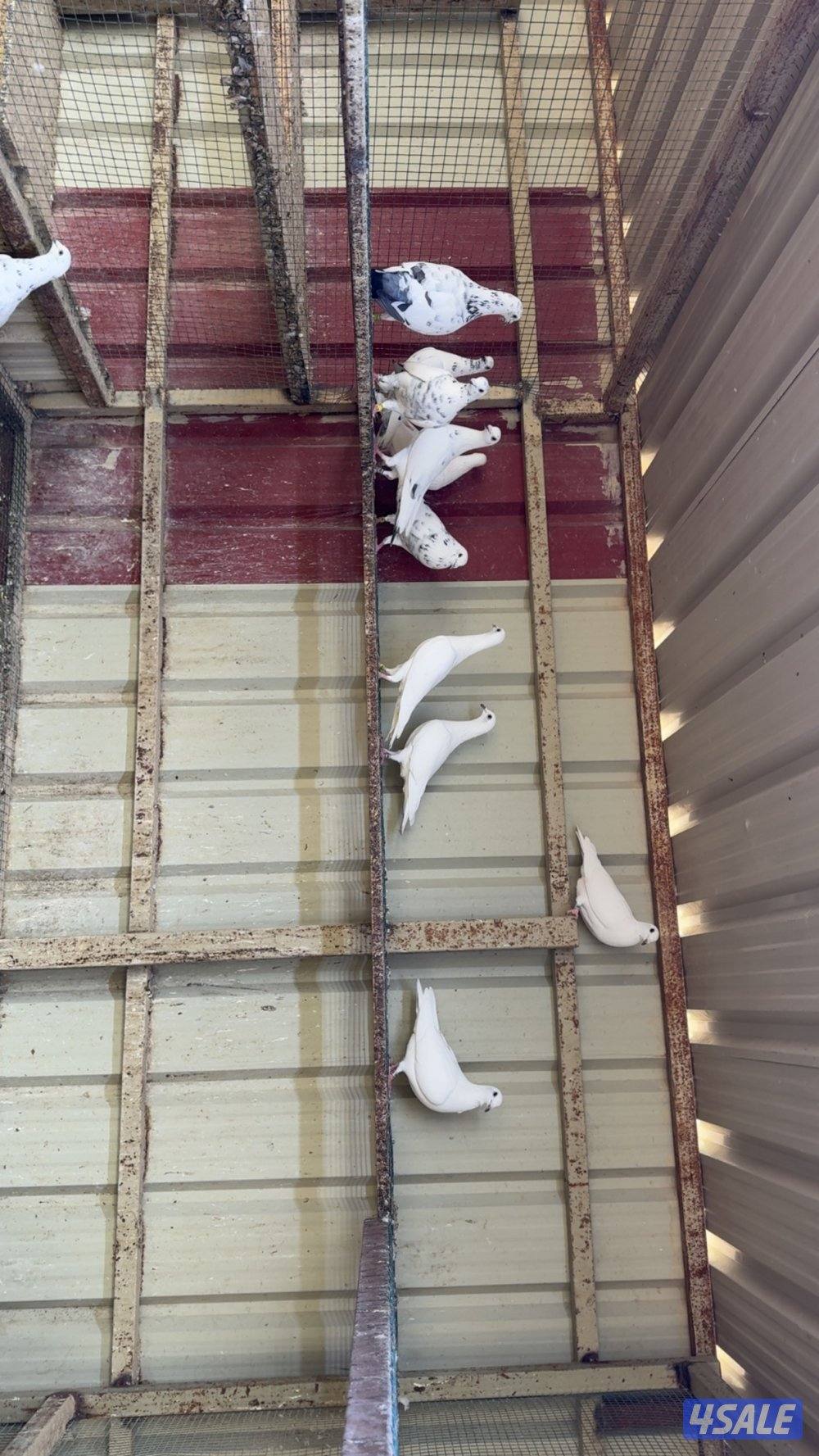 زاجل ابيض وقرزل سلاله وحده1