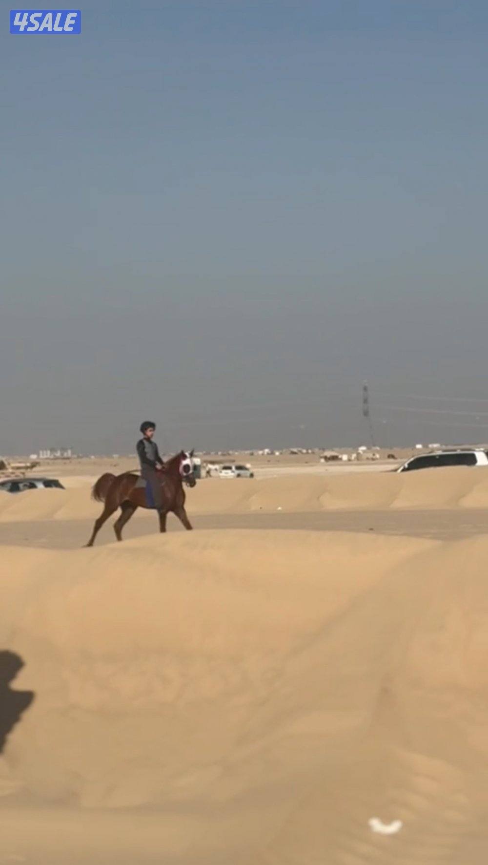 حصان فاخر بيعه سريعه0