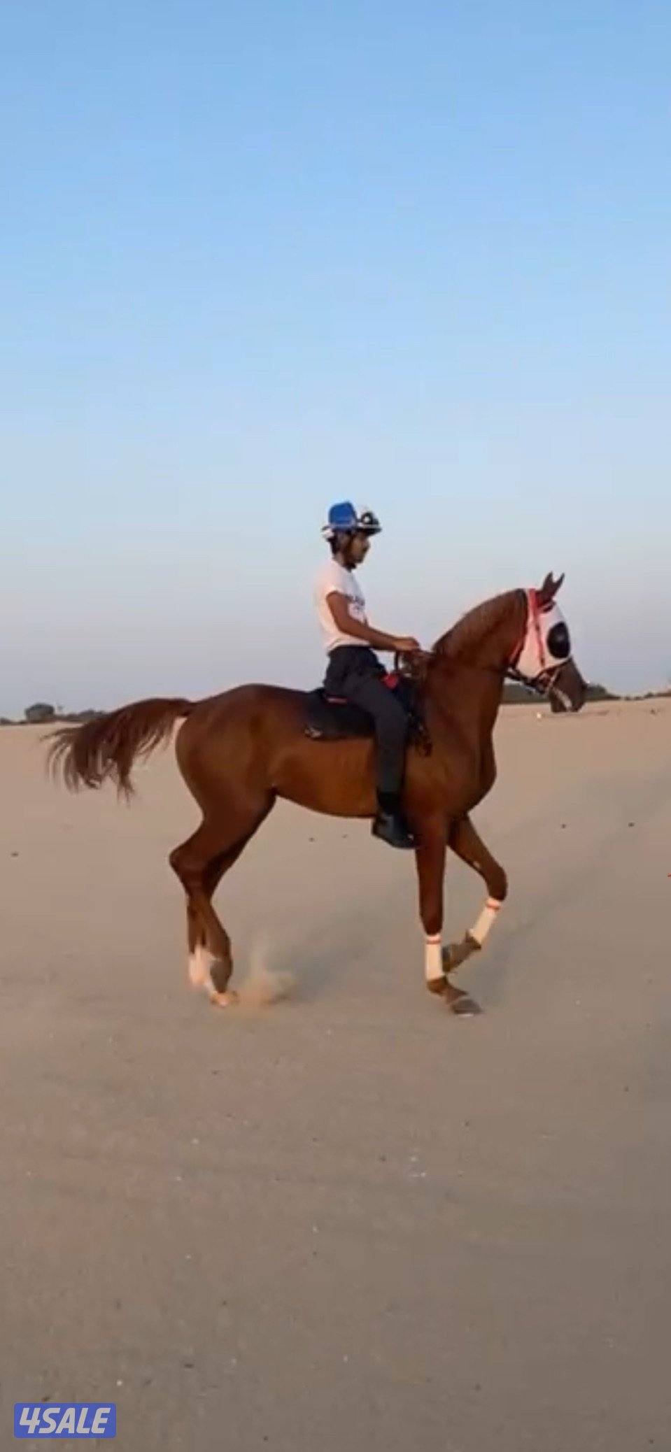 حصان فاخر بيعه سريعه1