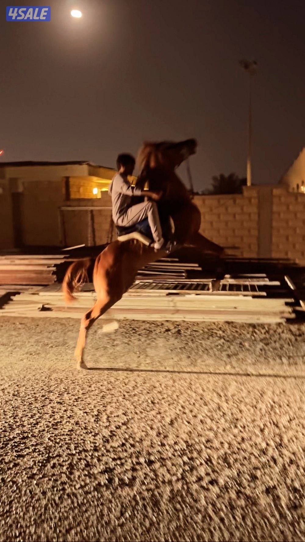 حصان فاخر بيعه سريعه2