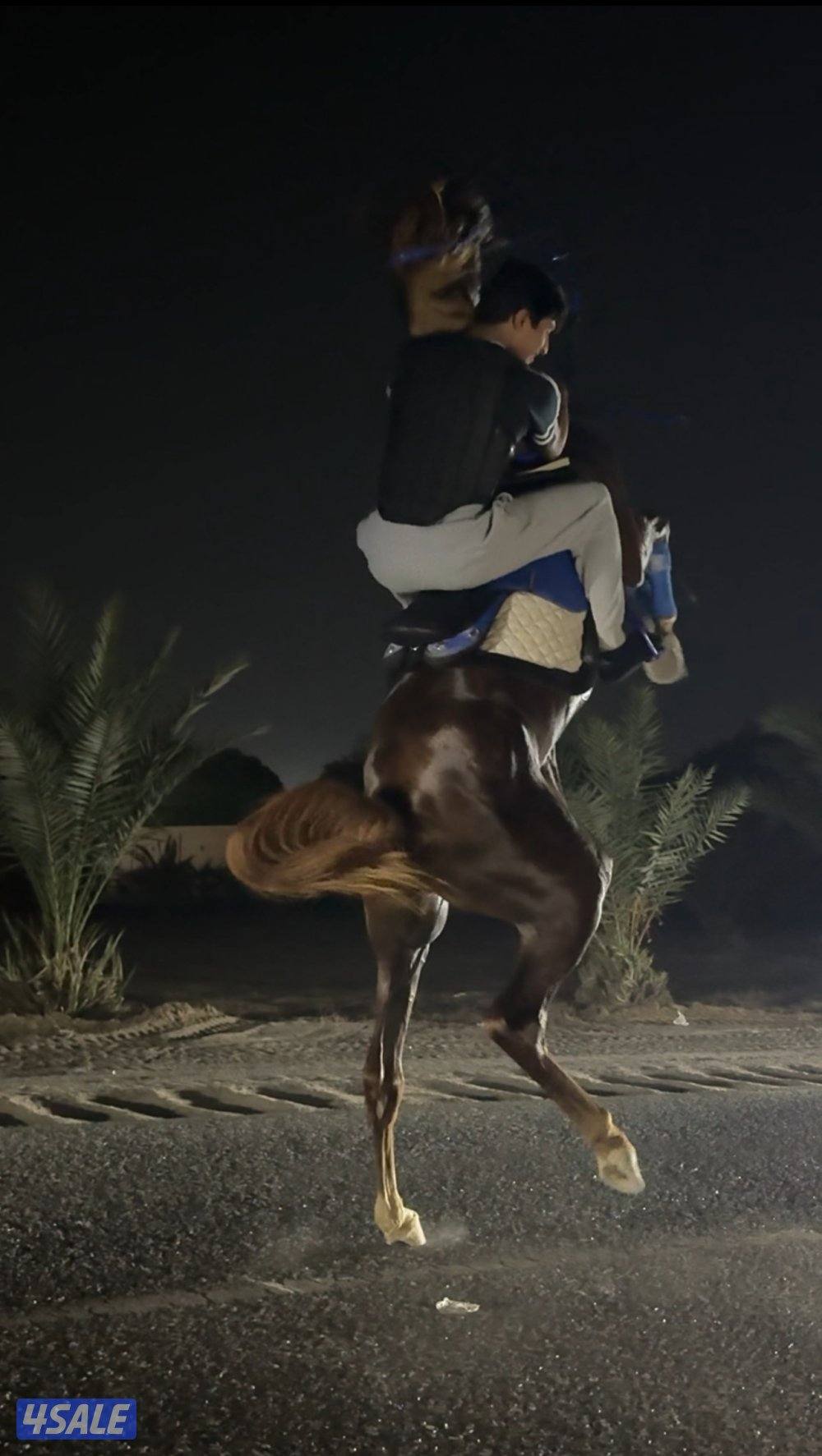 حصان فاخر بيعه سريعه3