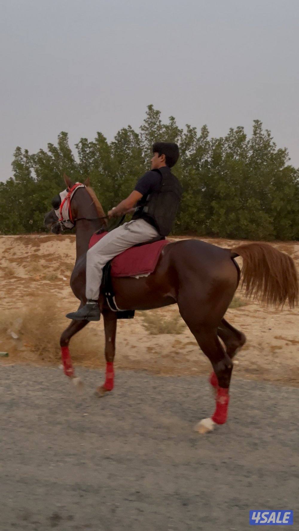 حصان فاخر بيعه سريعه4