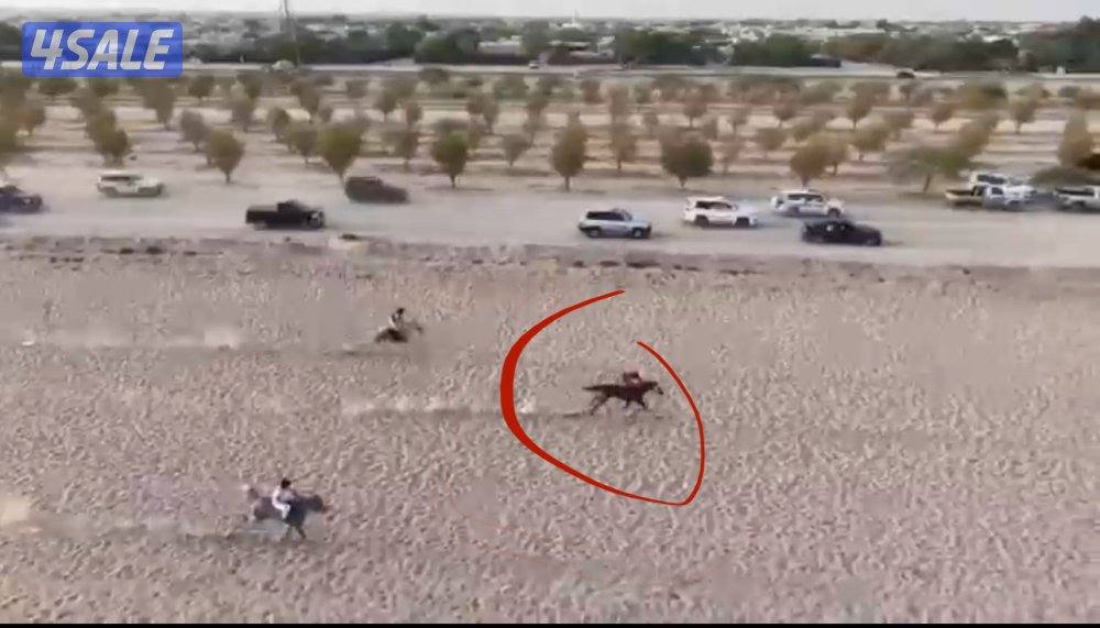 حصان فاخر بيعه سريعه5