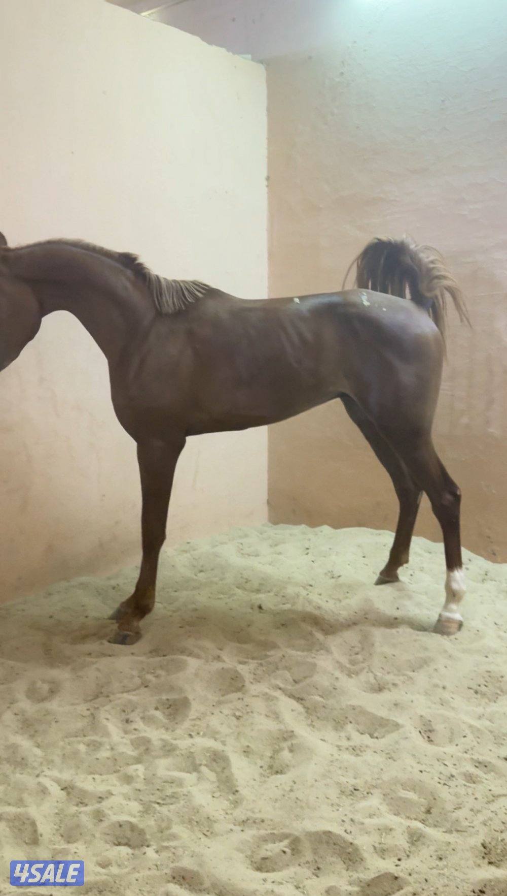 حصان فاخر بيعه سريعه6