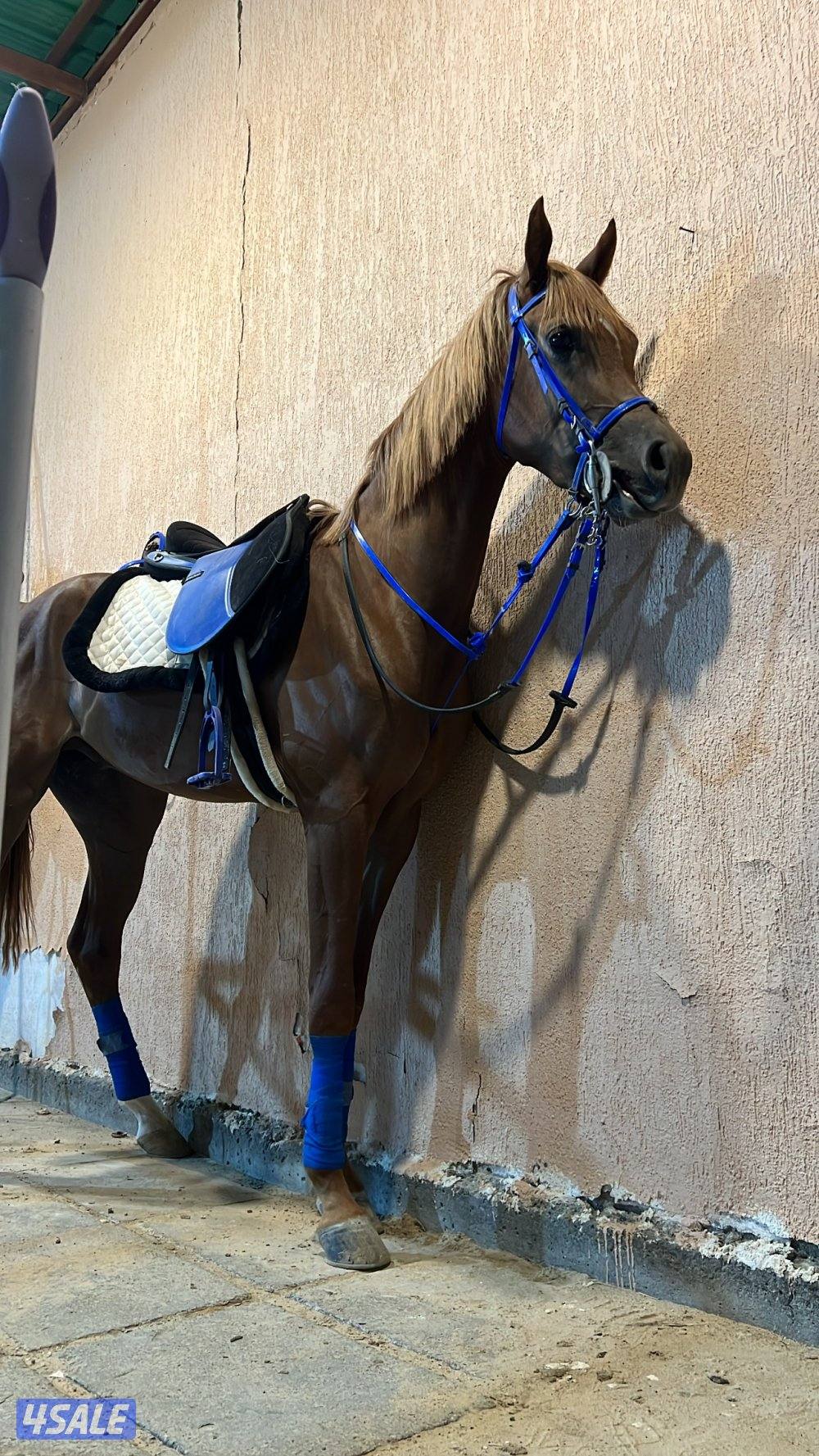 حصان فاخر بيعه سريعه7