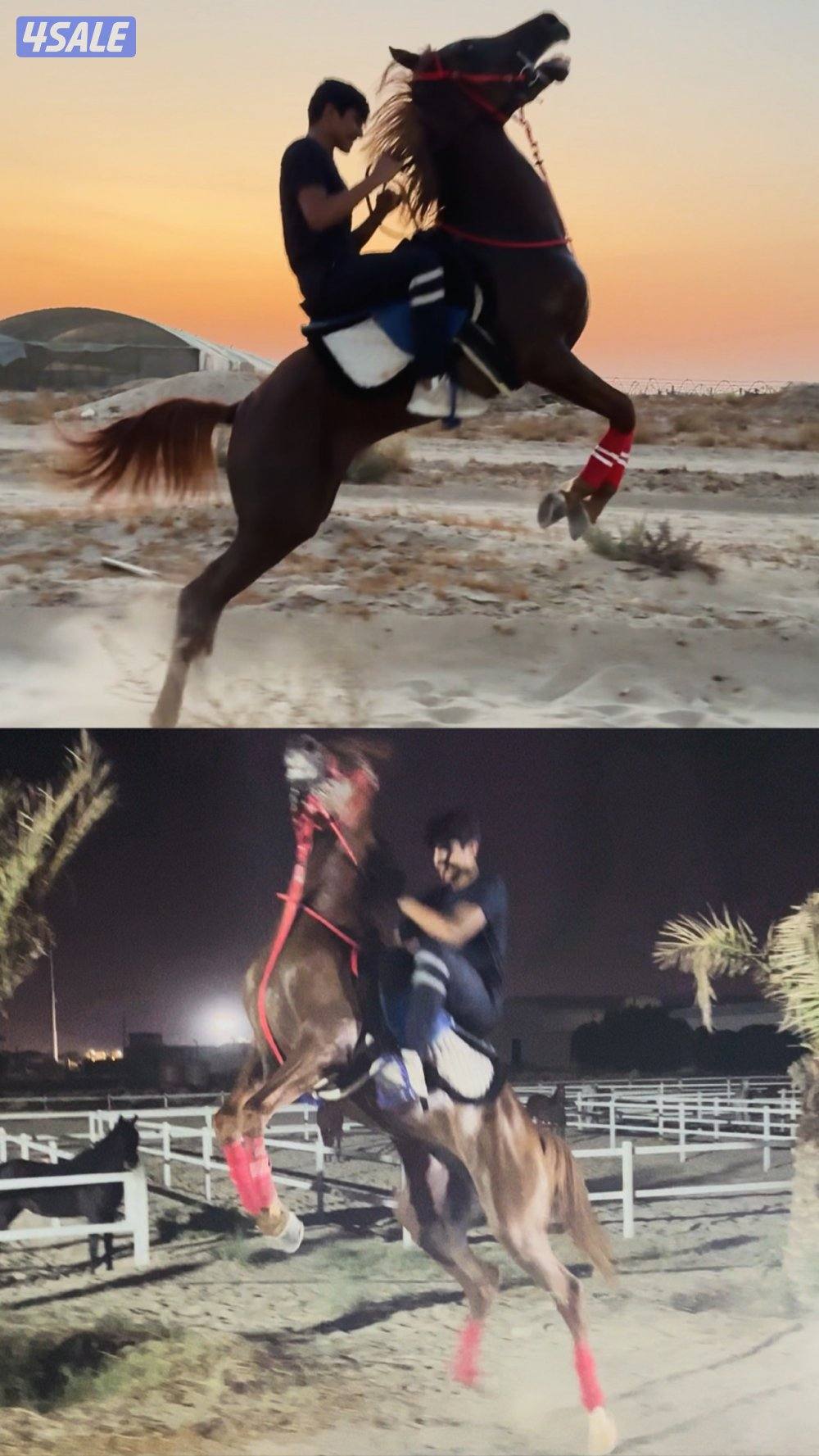 حصان فاخر بيعه سريعه8