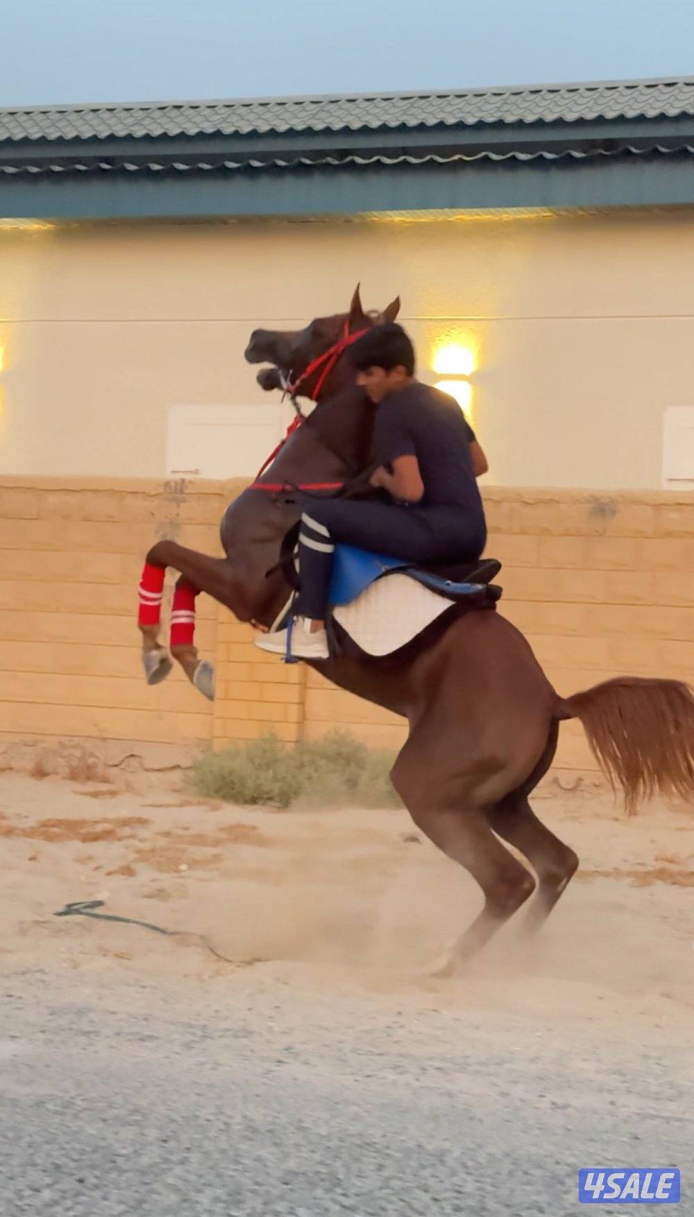 حصان فاخر بيعه سريعه9