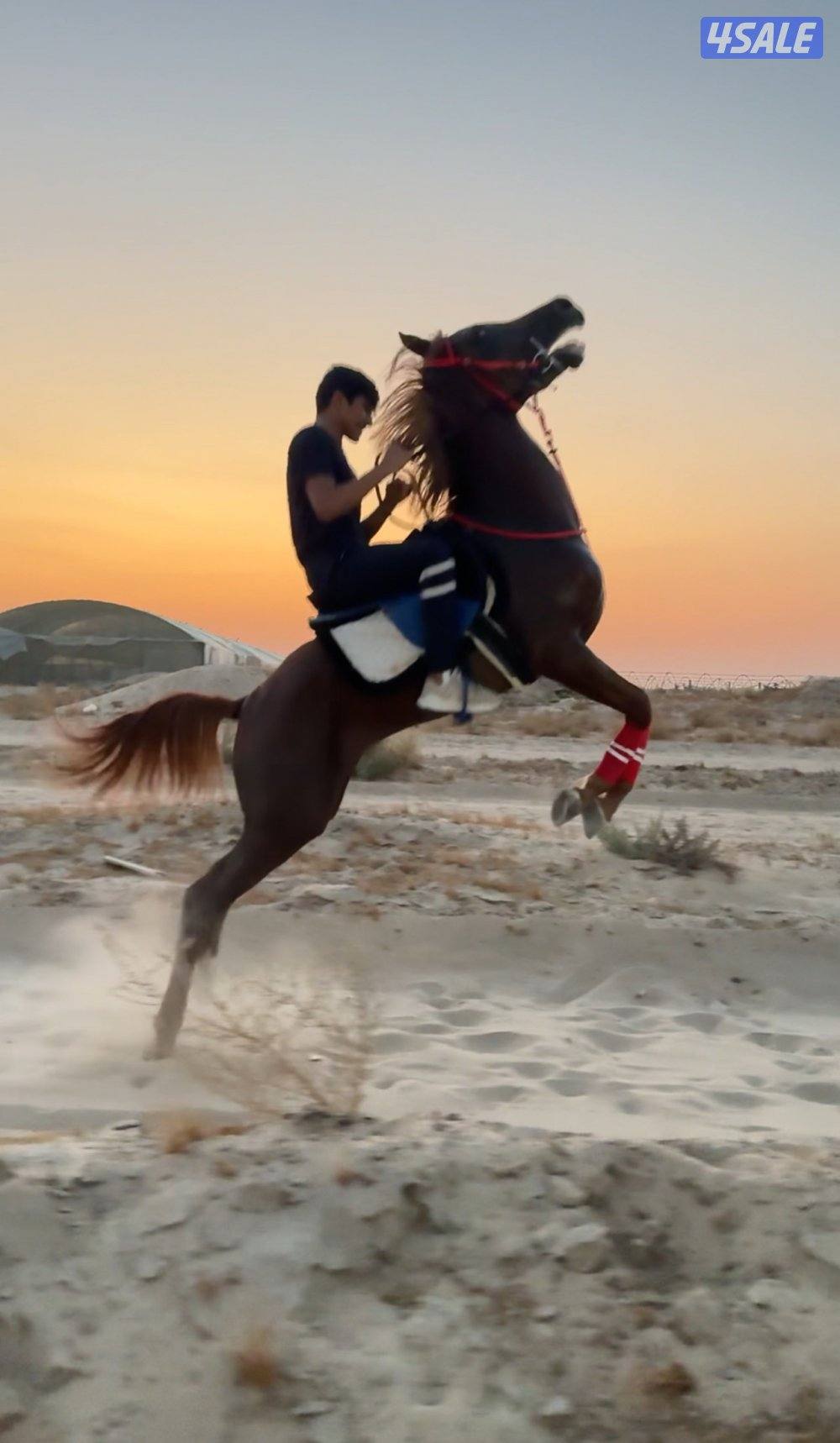 حصان فاخر بيعه سريعه10