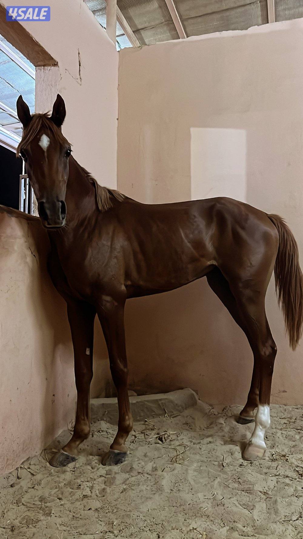 حصان فاخر بيعه سريعه11
