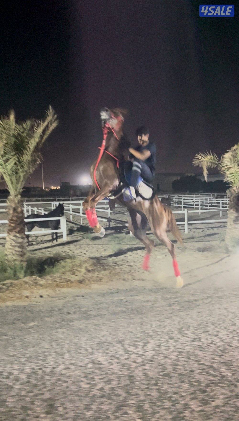 حصان فاخر بيعه سريعه12