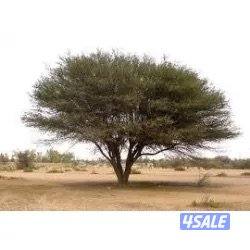 جاخور حلال غنم1