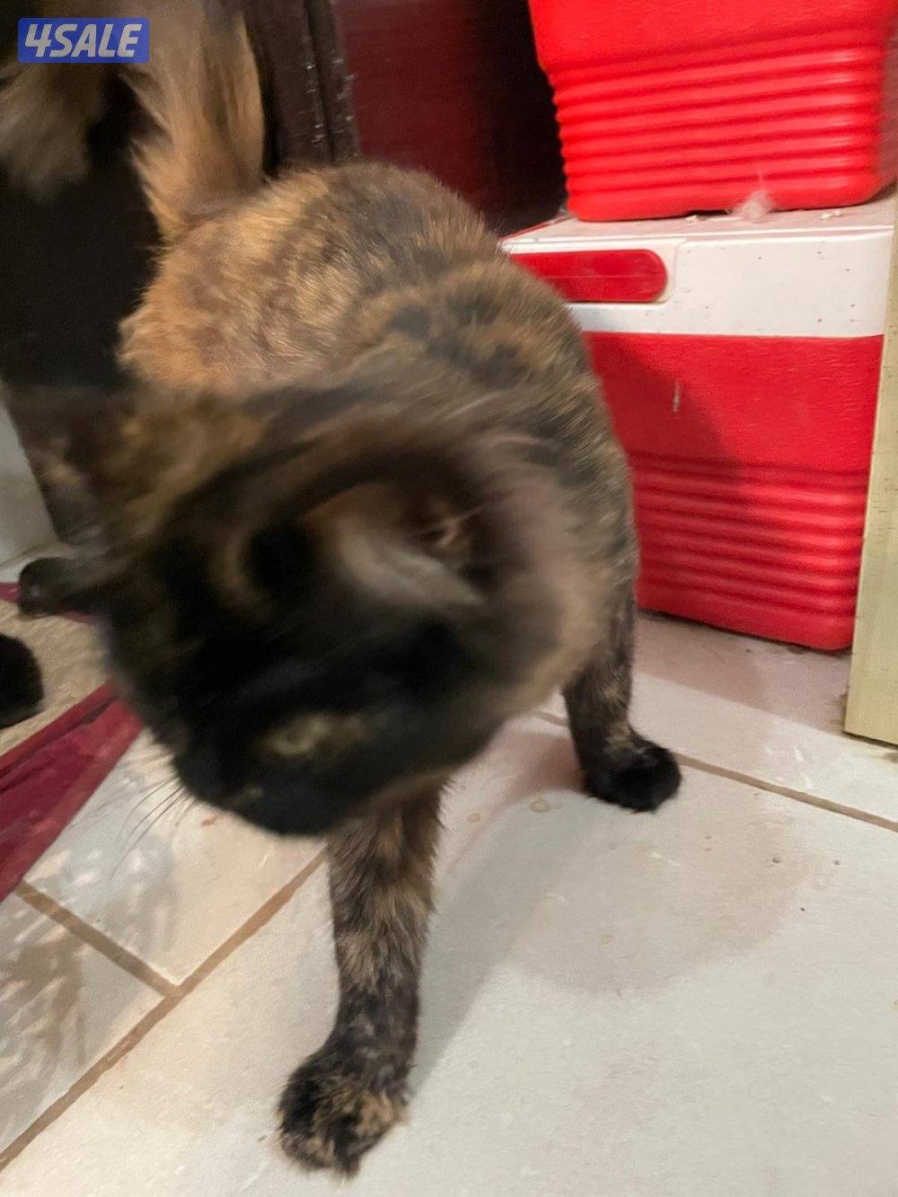 قطط للتبني2