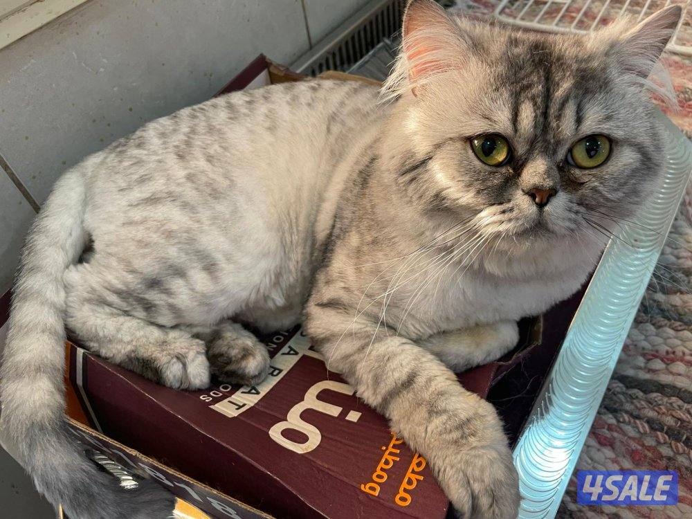 قطط للتبني1