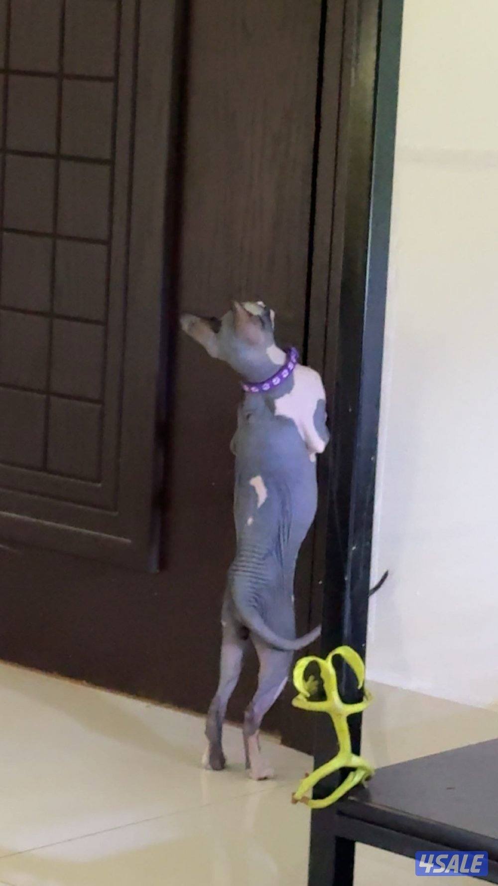 للبيع سفينكس العمر ١٠ شهور  بيور.0