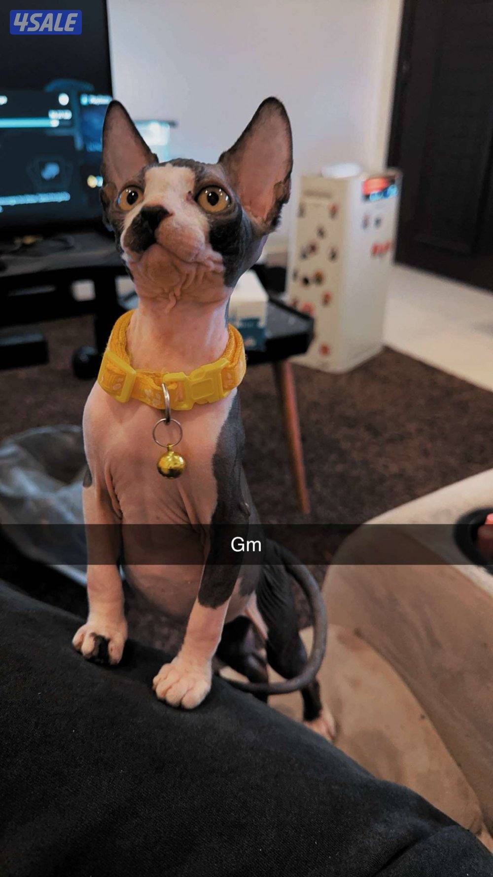 للبيع سفينكس العمر ١٠ شهور  بيور.1