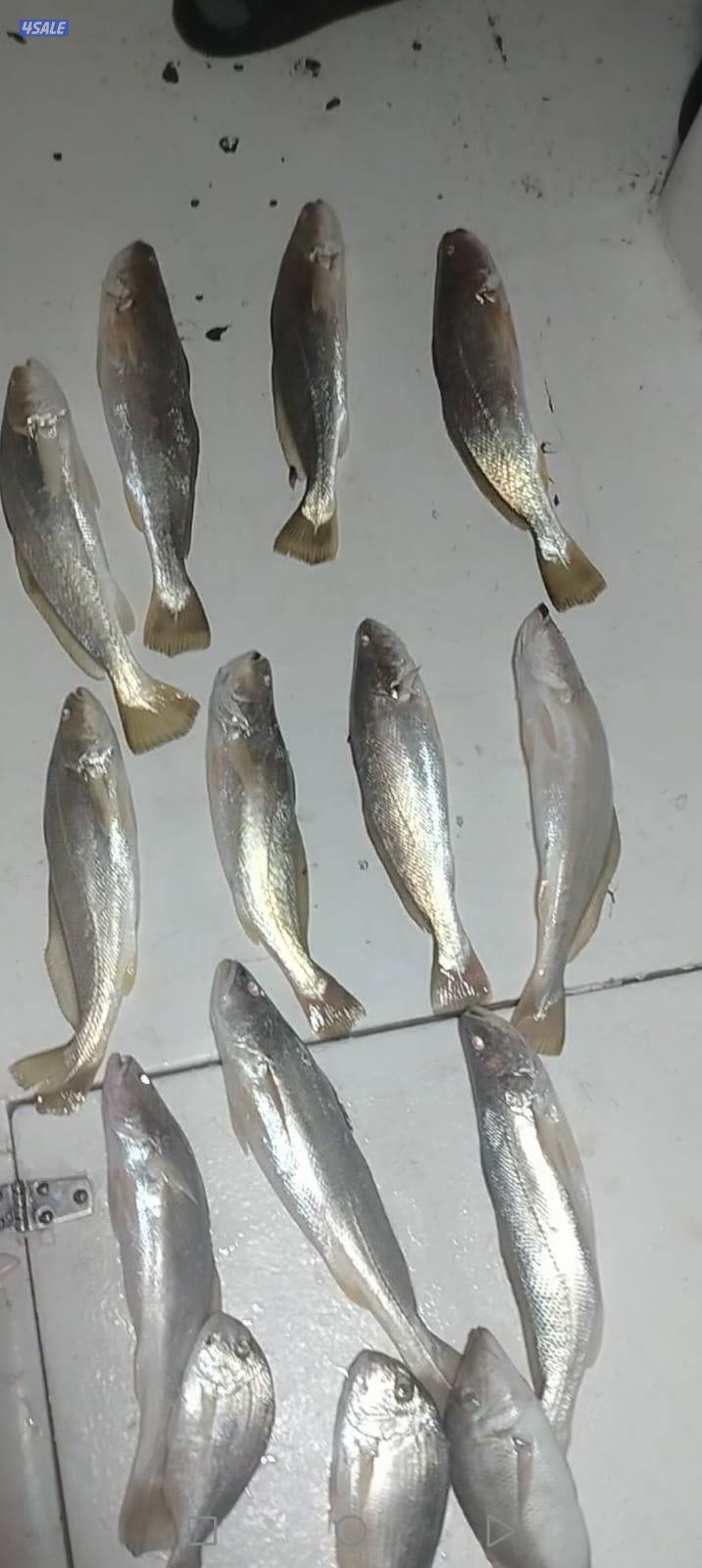 تاجير طراد حداق ايجار طراد رحلات بحرية1