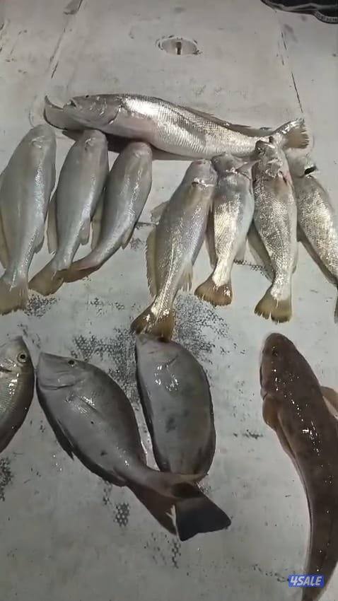 تاجير طراد حداق ايجار طراد رحلات بحرية6