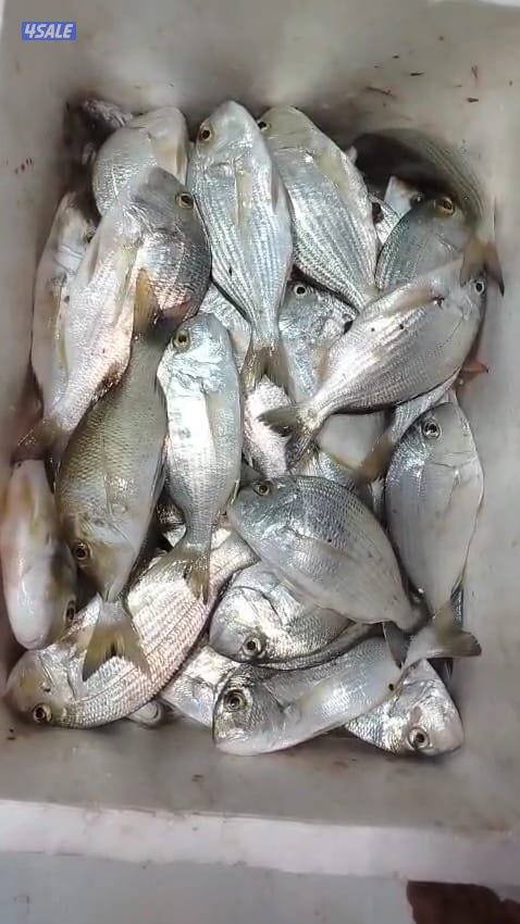 تاجير طراد حداق ايجار طراد رحلات بحرية8