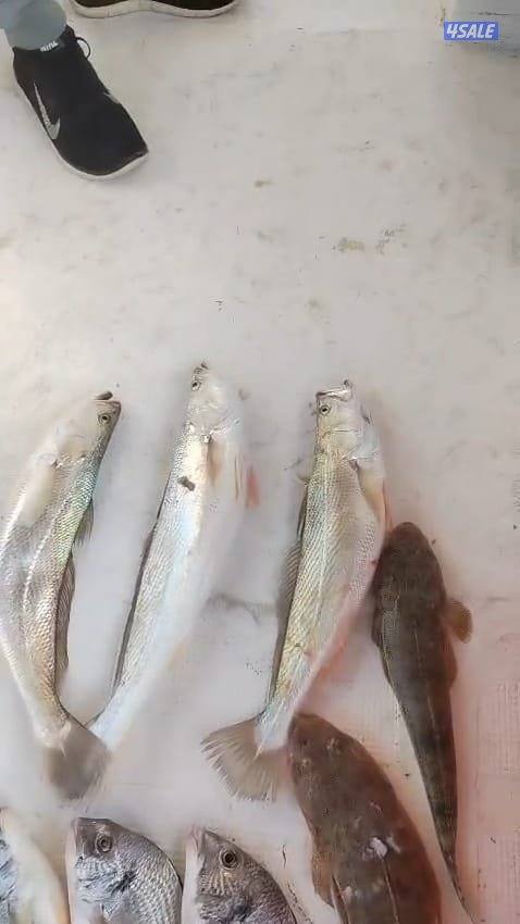 تاجير طراد حداق ايجار طراد رحلات بحرية10