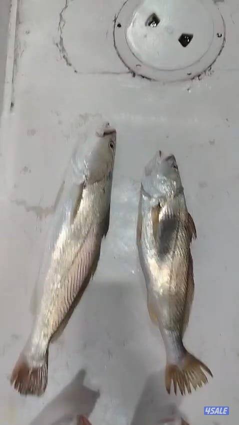 تاجير طراد حداق ايجار طراد رحلات بحرية14