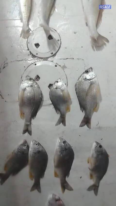 تاجير طراد حداق ايجار طراد رحلات بحرية15