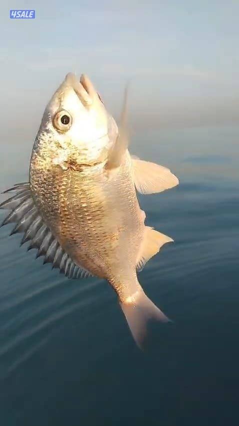 ايجار طراد حداق تاجير طراد رحلات بحرية1