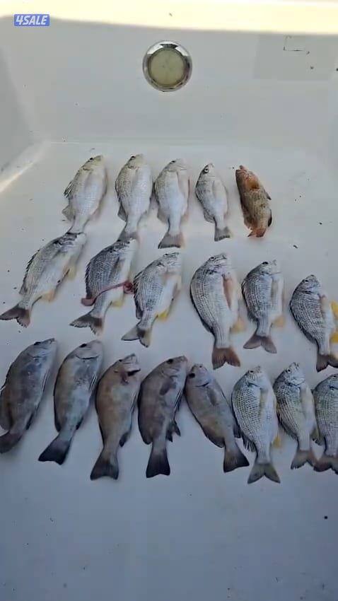 ايجار طراد حداق تاجير طراد رحلات بحرية2