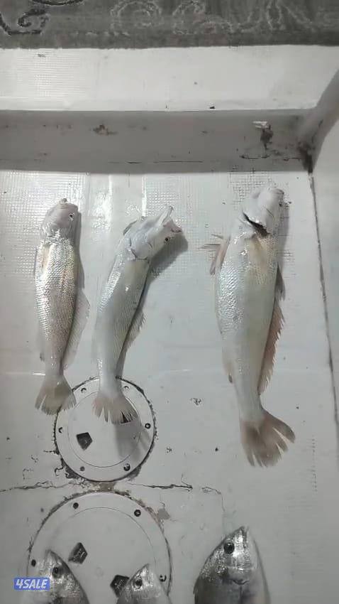 ايجار طراد حداق تاجير طراد رحلات بحرية5