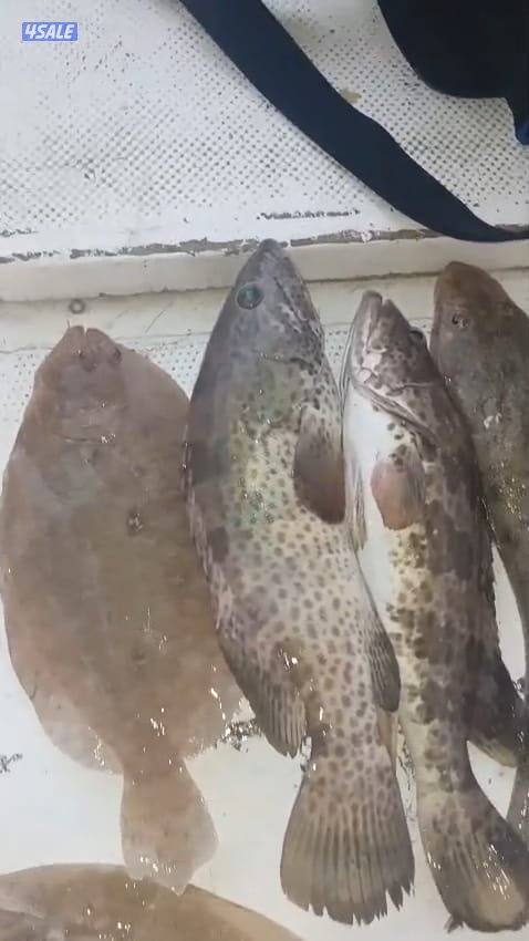 ايجار طراد حداق تاجير طراد رحلات بحرية9