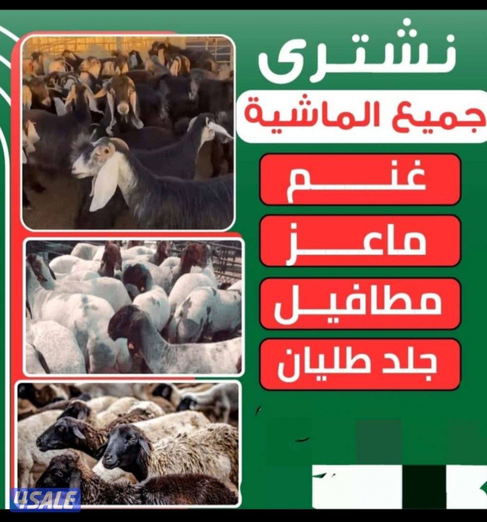 نشتري غنم ومعزا العدد مفتوح ودفع كاش0