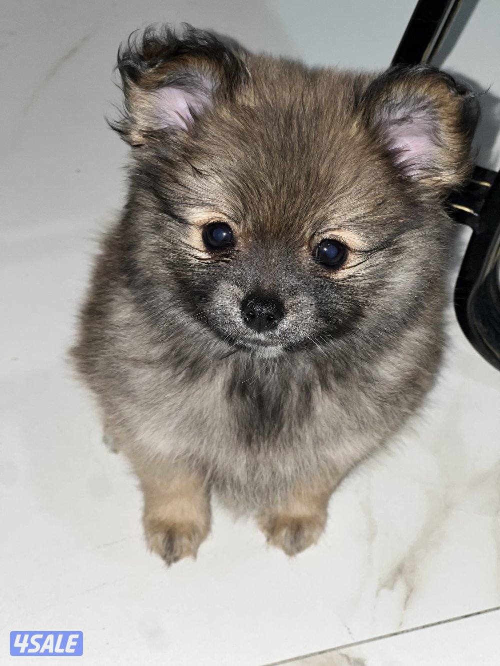 للبيع puppies Pomeranian العمر ٣ اشهر0