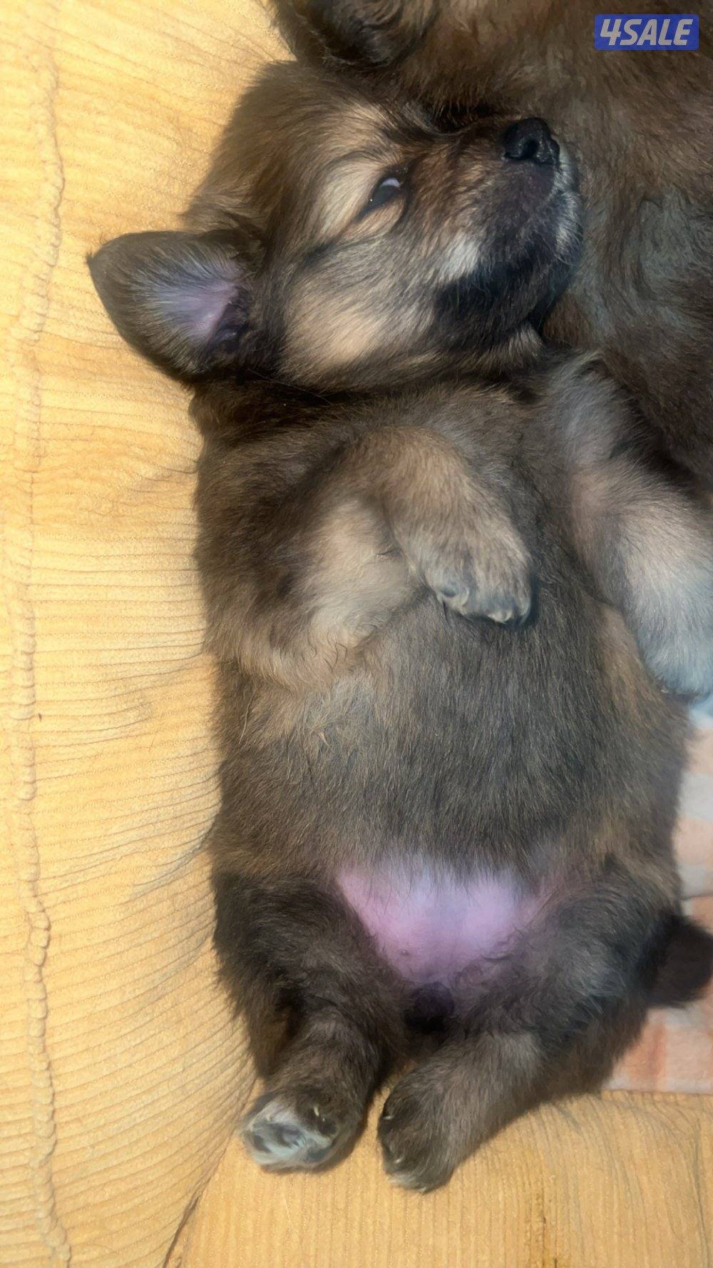 للبيع puppies Pomeranian العمر ٣ اشهر1