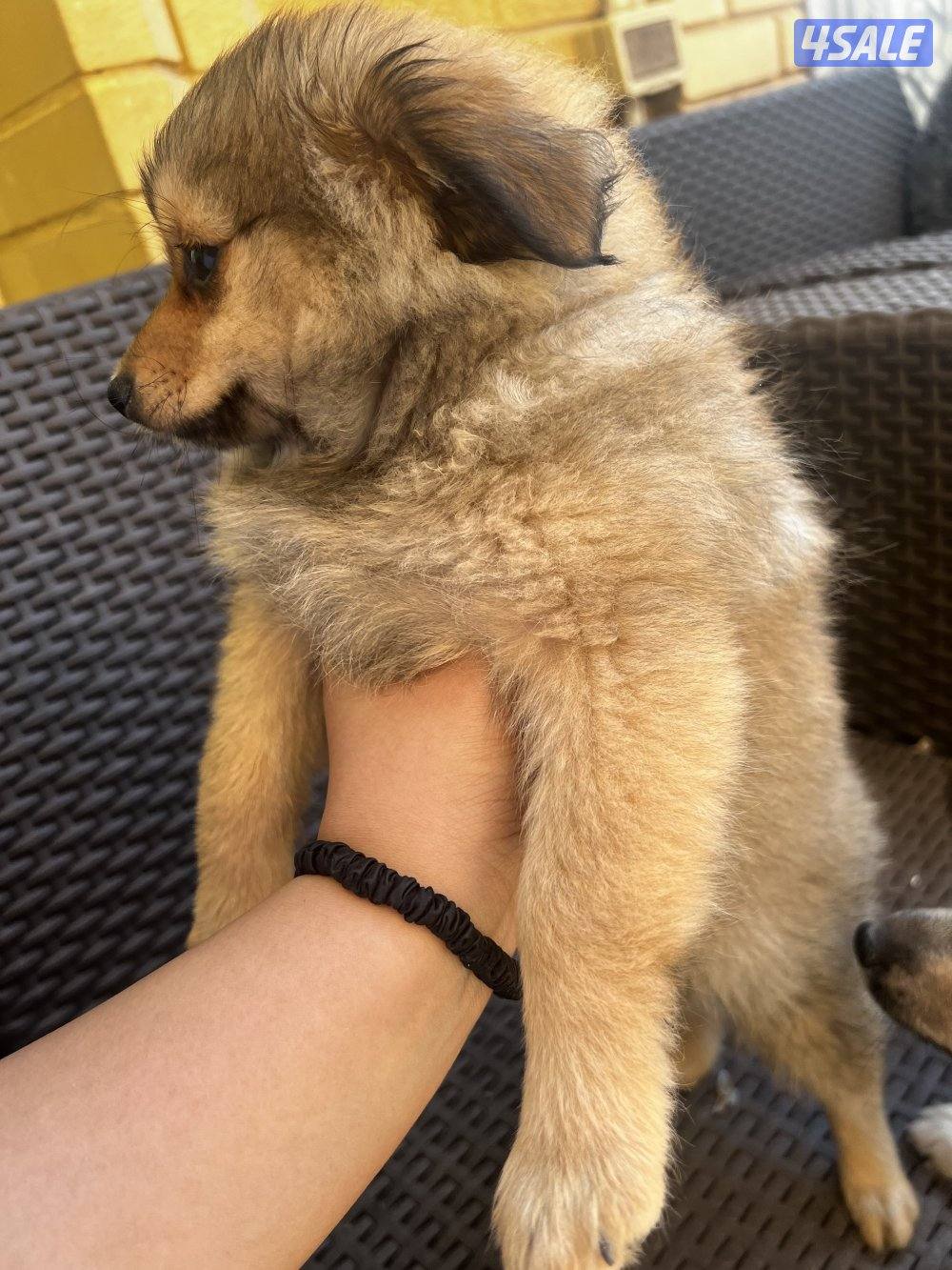 للبيع puppies Pomeranian العمر ٣ اشهر2