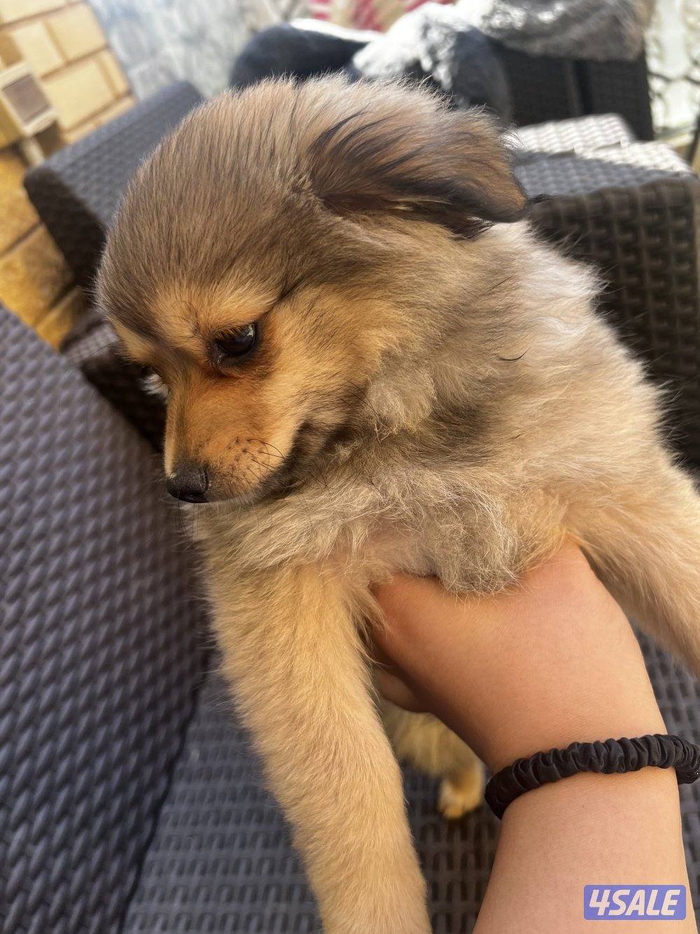 للبيع puppies Pomeranian العمر ٣ اشهر3