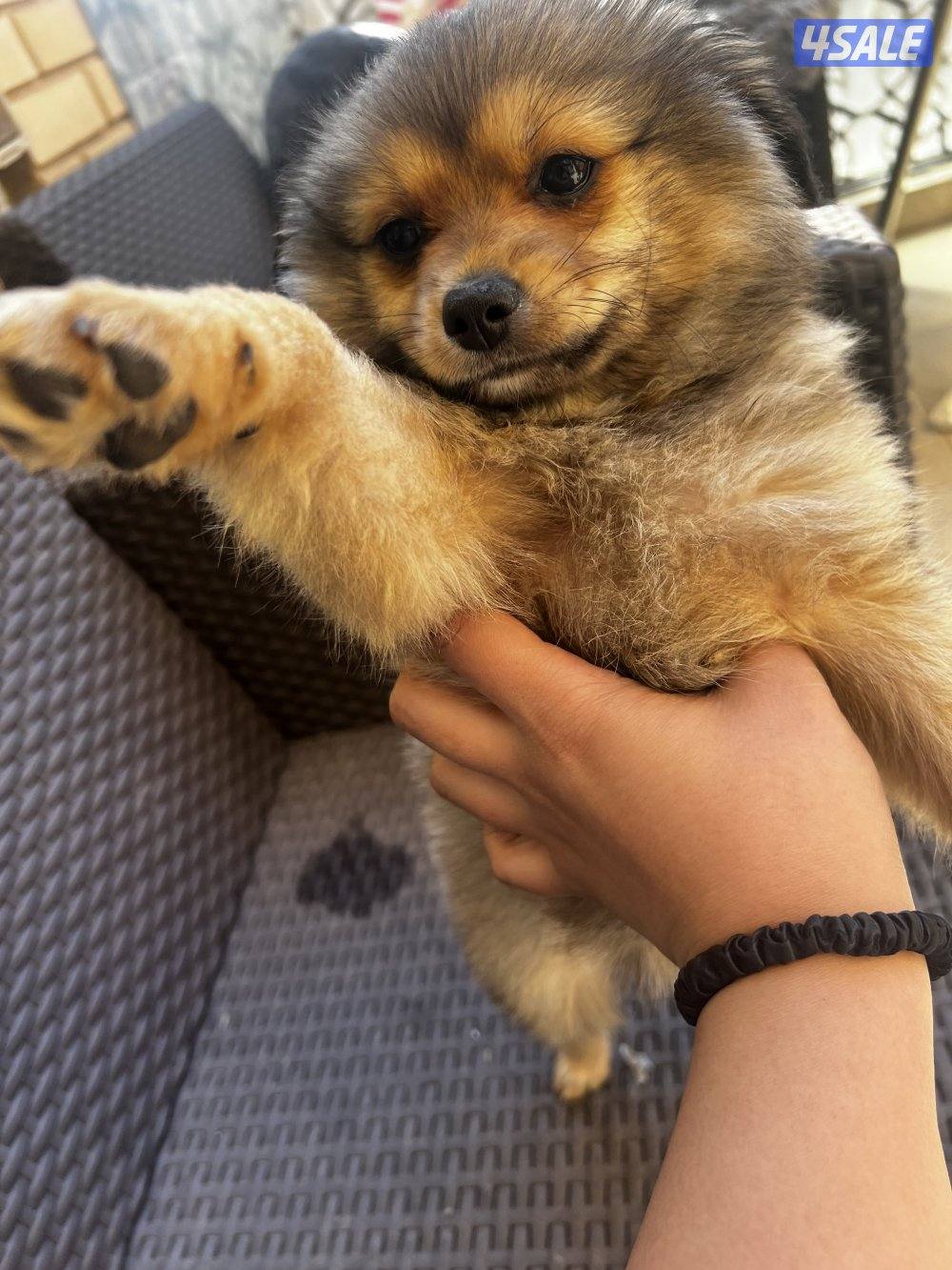 للبيع puppies Pomeranian العمر ٣ اشهر4