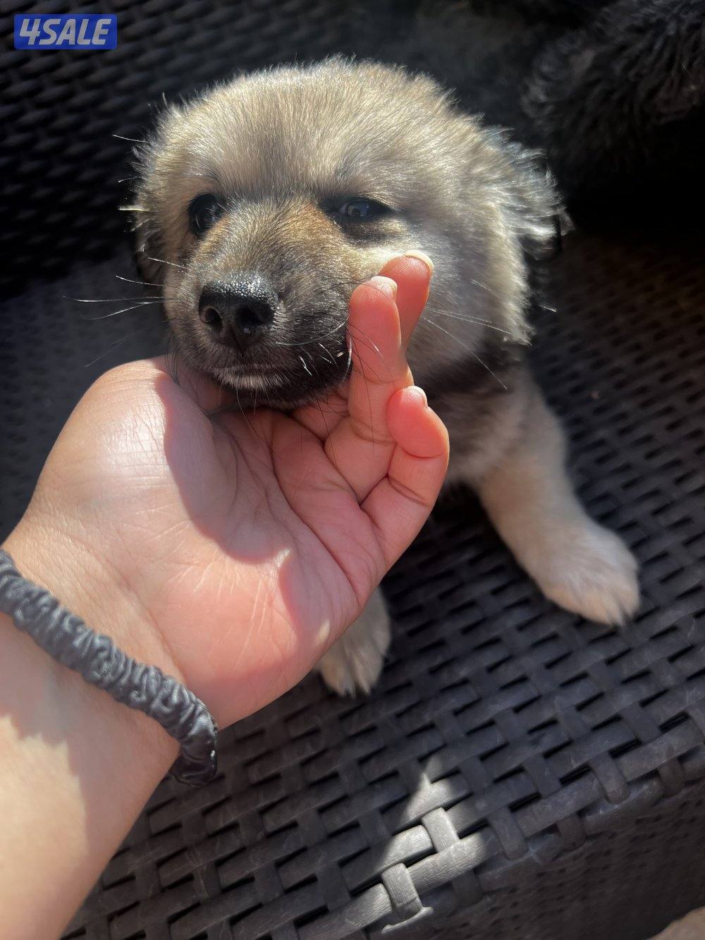 للبيع puppies Pomeranian العمر ٣ اشهر5