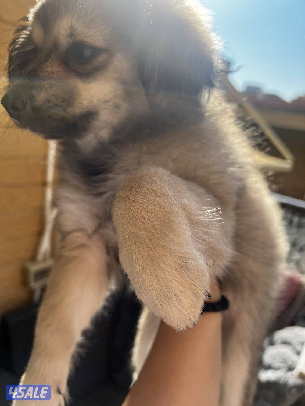 للبيع puppies Pomeranian العمر ٣ اشهر6