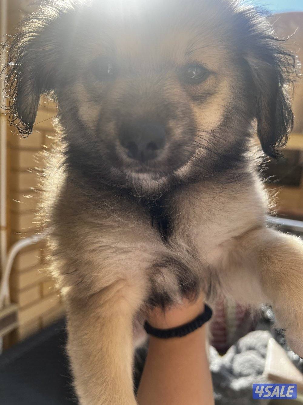 للبيع puppies Pomeranian العمر ٣ اشهر7